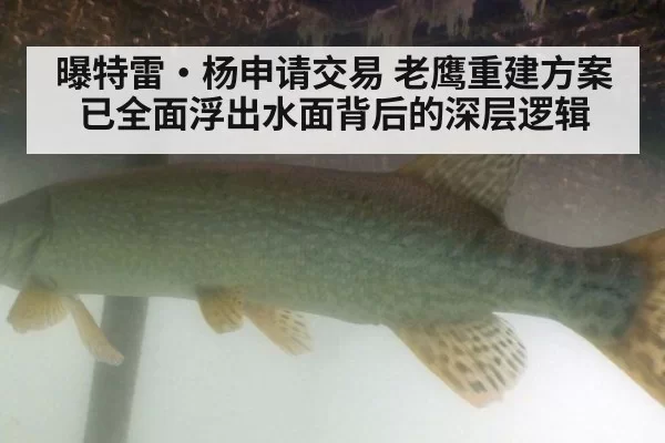 曝特雷·杨申请交易 老鹰重建方案已全面浮出水面背后的深层逻辑